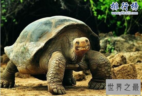 十大乌龟的世界之最，龟中博尔特打破短跑纪录