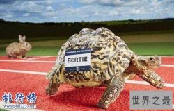 十大乌龟的世界之最，龟中博尔特打破短跑纪录