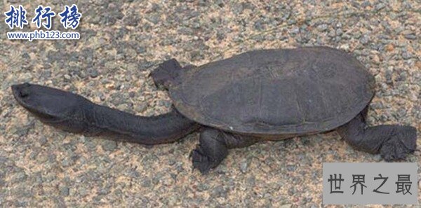 世界上脖子最长的乌龟，巨蛇颈龟脖子比身体还长(超过50厘米)
