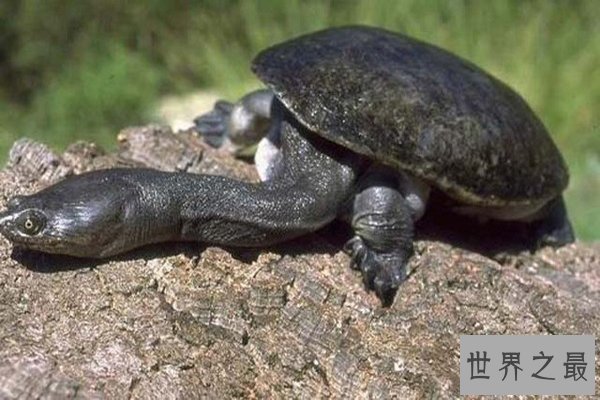 世界上脖子最长的乌龟，巨蛇颈龟脖子比身体还长(超过50厘米)