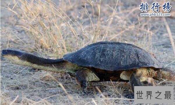 世界上脖子最长的乌龟，巨蛇颈龟脖子比身体还长(超过50厘米)