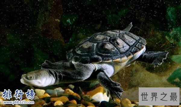 世界上脖子最长的乌龟，巨蛇颈龟脖子比身体还长(超过50厘米)