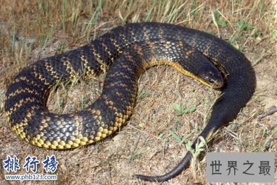 盘点蛇类世界之最，世界上最大的蛇是什么蛇