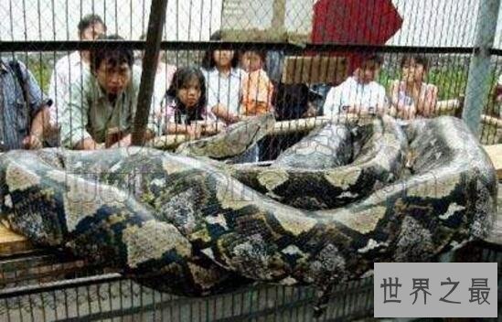 盘点蛇类世界之最，世界上最大的蛇是什么蛇