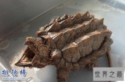 世界上最凶的乌龟：鳄龟，乌龟中的霸王龙(一口咬爆菠萝)