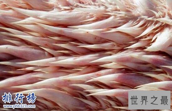 世界上最可怕的乌龟：棱皮海龟口内布满数千根尖齿