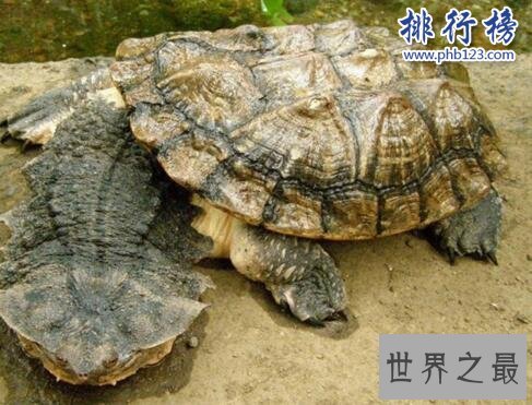 世界上最可怕的乌龟：棱皮海龟口内布满数千根尖齿