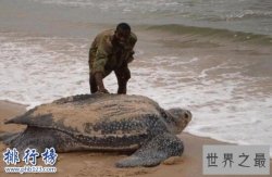 世界上最可怕的乌龟：棱皮海龟口内布满数千根尖齿