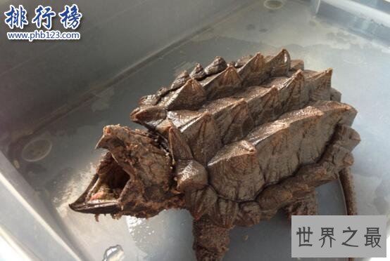 世界上最可怕的乌龟：棱皮海龟口内布满数千根尖齿
