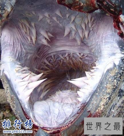 世界上最可怕的乌龟：棱皮海龟口内布满数千根尖齿