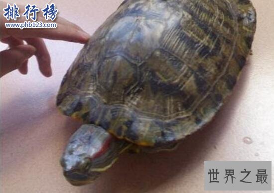 世界上智商最高的乌龟：巴西龟，能辨别主人