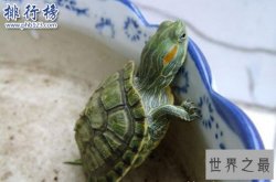 世界上智商最高的乌龟：巴西龟，能辨别主人