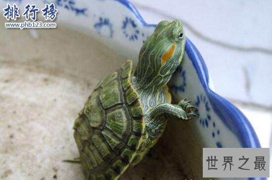 世界上智商最高的乌龟：巴西龟，能辨别主人