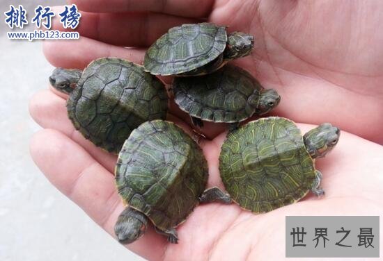 世界上智商最高的乌龟：巴西龟，能辨别主人