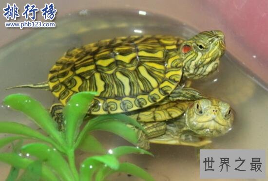 世界上智商最高的乌龟：巴西龟，能辨别主人