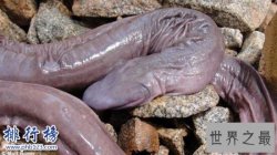 世界上最丑的蛇：巴西盲蛇形似男性生殖器(图片恶心慎入)