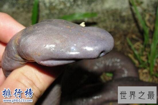 世界上最丑的蛇：巴西盲蛇形似男性生殖器(图片恶心慎入)