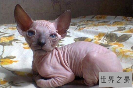 世界上最丑的蛇：巴西盲蛇形似男性生殖器(图片恶心慎入)