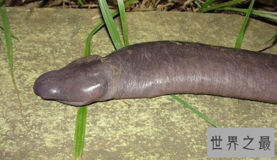 世界上最丑的蛇：巴西盲蛇形似男性生殖器(图片恶心慎入)