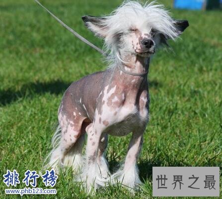 世界上最丑的蛇：巴西盲蛇形似男性生殖器(图片恶心慎入)