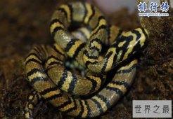 中国成功繁育世界上最美的蛇：横斑锦蛇