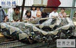 世界上最大的蛇是什么蛇，印尼巨蟒重达894斤(一口整吞活人)