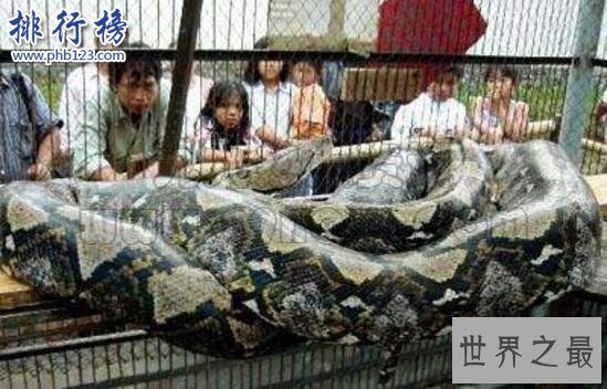 世界上最大的蛇是什么蛇，印尼巨蟒重达894斤(一口整吞活人)