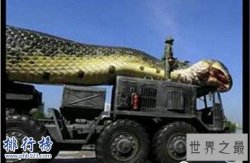 世界上最长的蛇是什么蛇，红海巨蛇长达500米