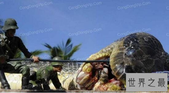 世界上最长的蛇是什么蛇，红海巨蛇长达500米