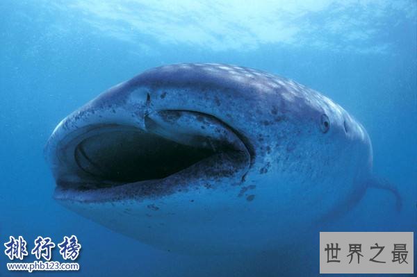 世界上最大的鲨鱼，鲸鲨体长可达20米体重25吨(掀翻无数游艇)