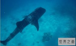 世界上最大的鲨鱼，鲸鲨体长可达20米体重25吨(掀翻无数游艇)