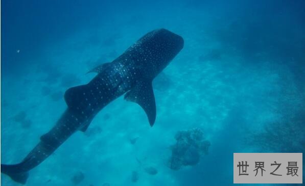 世界上最大的鲨鱼，鲸鲨体长可达20米体重25吨(掀翻无数游艇)