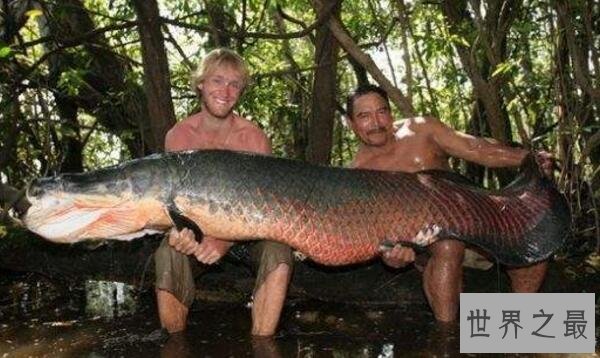 世界上最大的淡水鱼，巨型黄貂鱼重达0.36吨