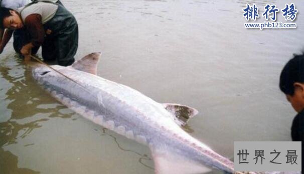 长江最大的鱼，长江鱼王中华鲟