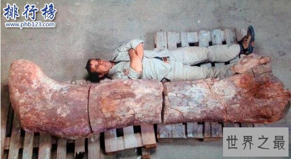 世界上最大的恐龙化石：泰坦巨龙身长40米重77吨(相当于14头大象)