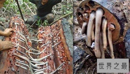 世界上最恶心的动物：蛀船虫，长达3米的巨型毛虫