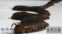 世界上最恶心的动物：蛀船虫，长达3米的巨型毛虫