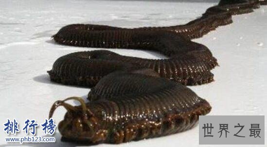 世界上最恶心的动物：蛀船虫，长达3米的巨型毛虫