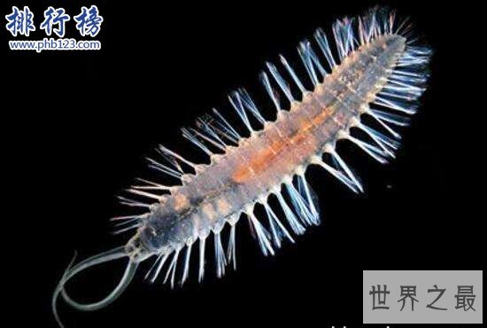 世界上最恶心的动物：蛀船虫，长达3米的巨型毛虫