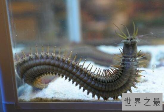 世界上最恶心的动物：蛀船虫，长达3米的巨型毛虫
