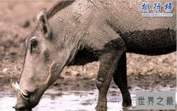 上古时期最凶猛的动物：巨猪，利齿可咬碎猎物骨头(体型如同野牛)