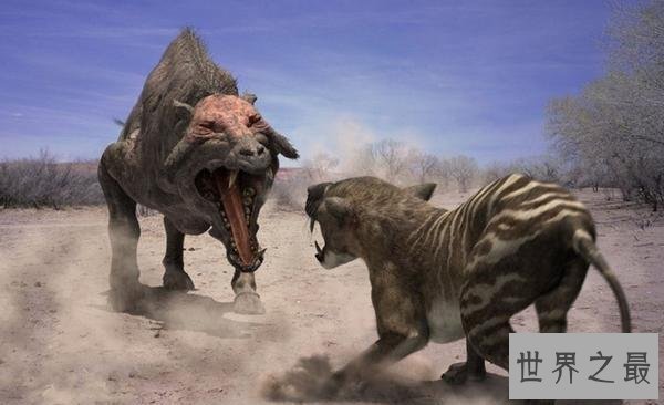 上古时期最凶猛的动物：巨猪，利齿可咬碎猎物骨头(体型和野牛一样大)