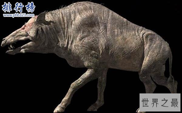 上古时期最凶猛的动物：巨猪，利齿可咬碎猎物骨头(体型和野牛一样大)