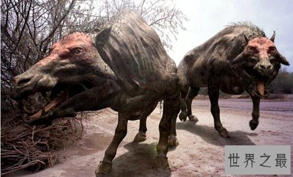 上古时期最凶猛的动物：巨猪，利齿可咬碎猎物骨头(体型和野牛一样大)