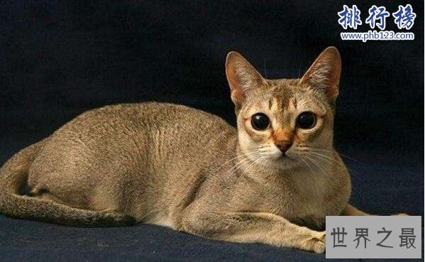 世界上最小的猫：新加坡猫，体重不超过2公斤