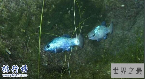 世界上最神奇的鱼：沙漠鱼，在沙漠中畅游(只有一滴水也能活)