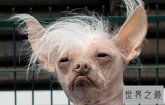 世界上最丑的狗品种：中国冠毛犬，常年包揽世界最丑犬冠军