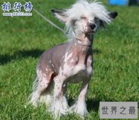 世界上最丑的狗品种：中国冠毛犬，常年包揽世界最丑犬冠军