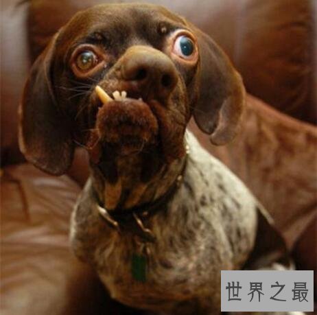 世界上最丑的狗排名：歪嘴斜眼浑身没毛(犹如丧尸)