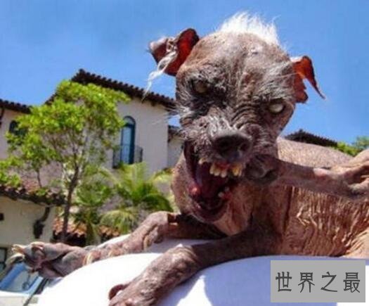 世界上最丑的狗排名：歪嘴斜眼浑身没毛(犹如丧尸)